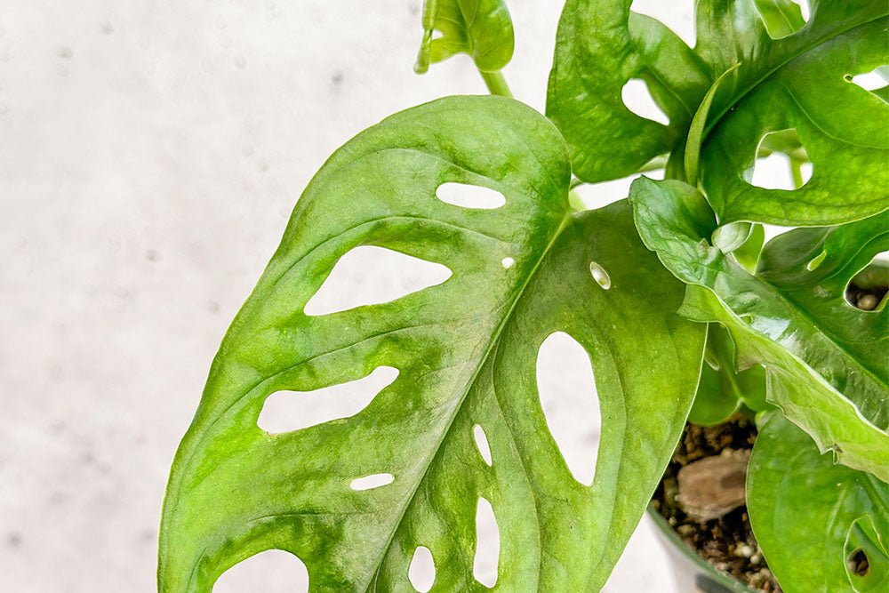 10 Clear Signs That Your Plants Are Too Cold - Ed's Plant Shop