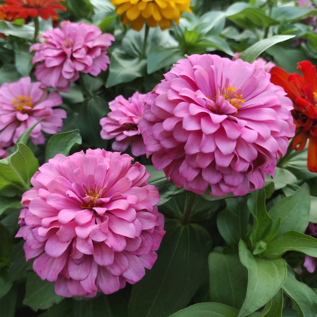 12 Best Flower Seeds To Plant During Spring  Ed's Plant Shop