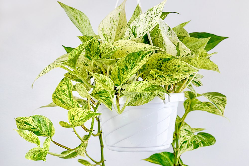 15 Common Reasons Why Your Pothos Leaves Are Turning Yellow - Ed's Plant Shop