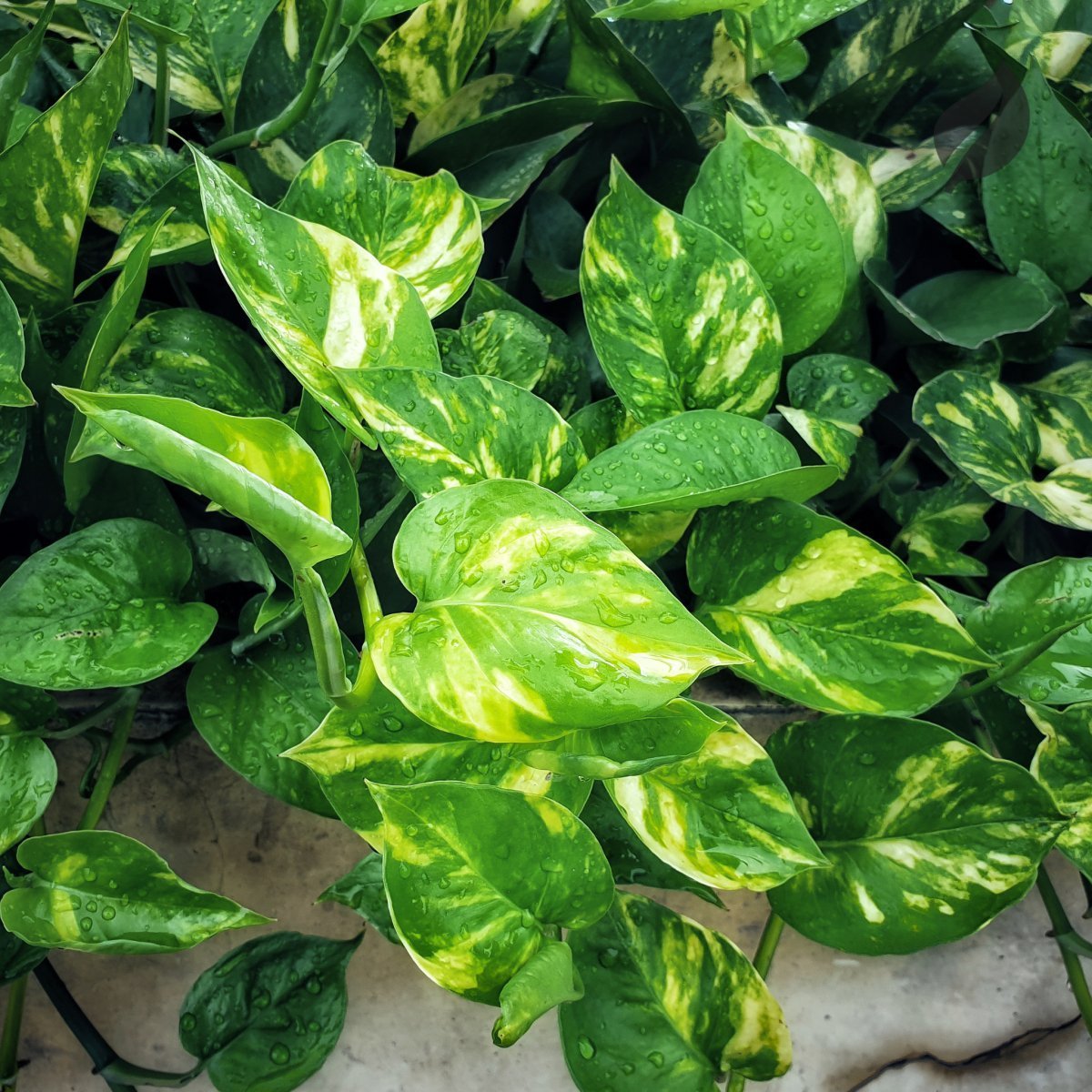 Pothos vine with yellowing leaves showing common care issues
