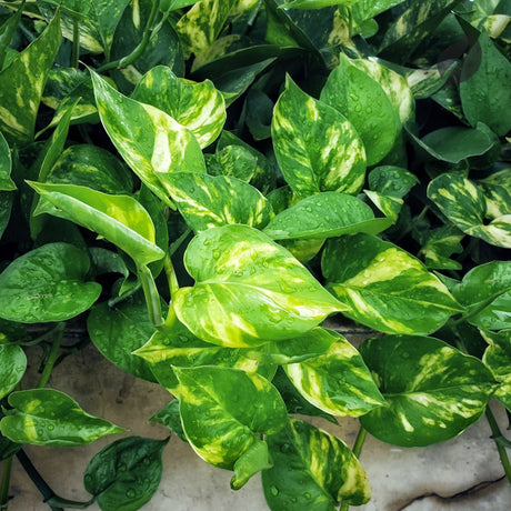Pothos vine with yellowing leaves showing common care issues