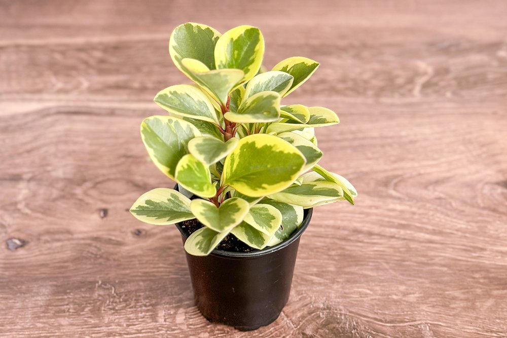 20 Best Houseplants To Grow During Winter - Ed's Plant Shop