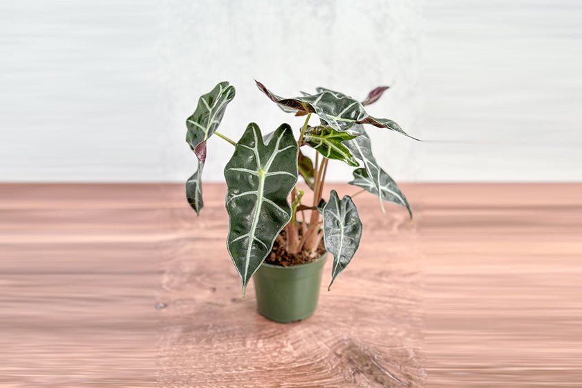 20 House Plant Trends To Look Out For In 2024 - Ed's Plant Shop