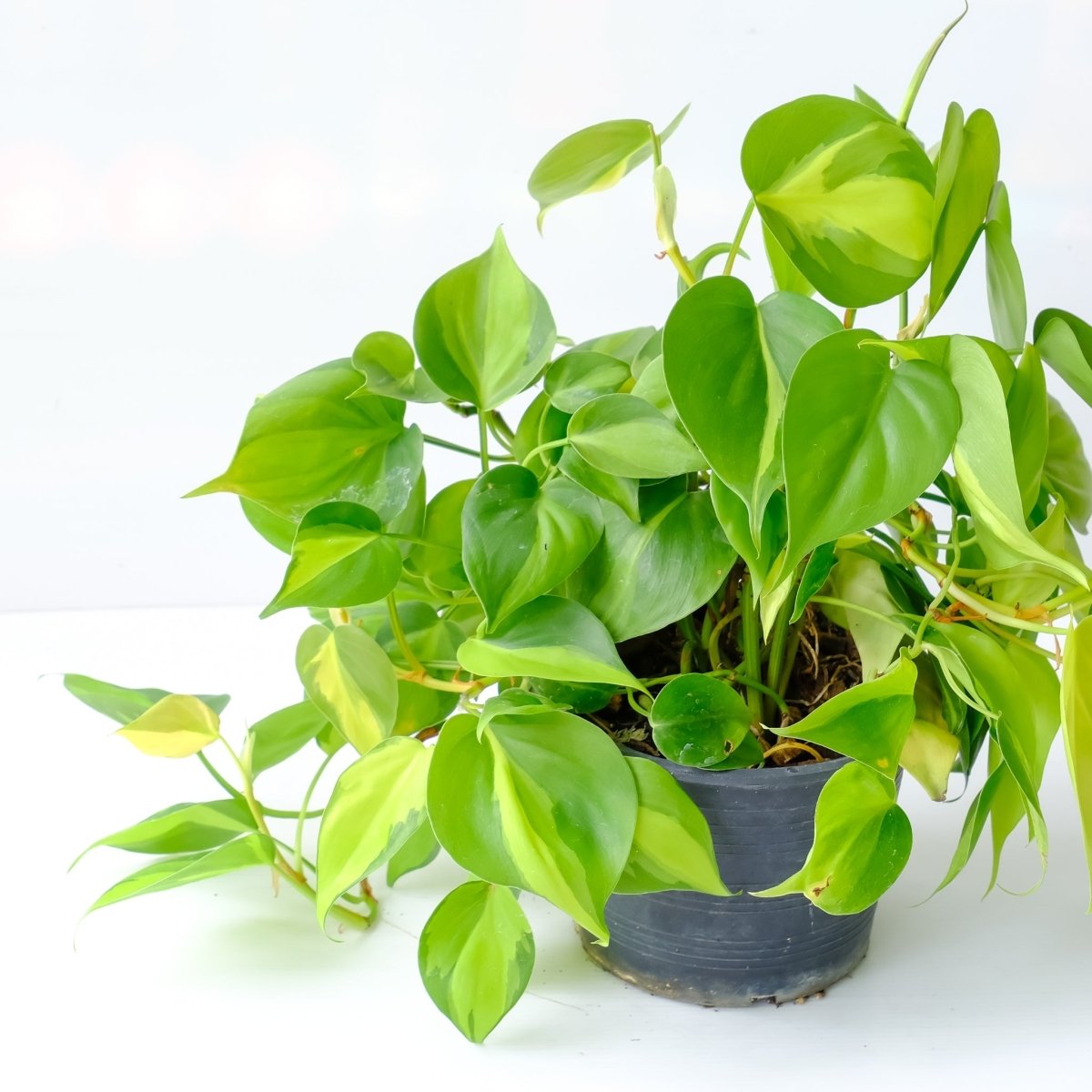 Collection of top philodendron varieties with unique leaf shapes