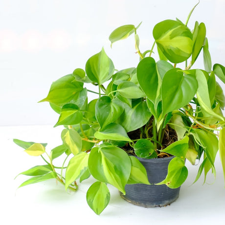 Collection of top philodendron varieties with unique leaf shapes