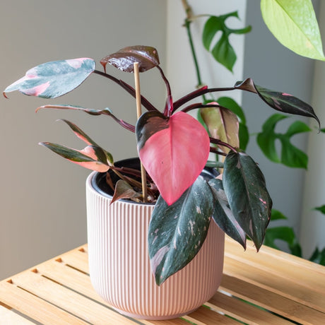 Variety of philodendron plants arranged together showcasing different foliage