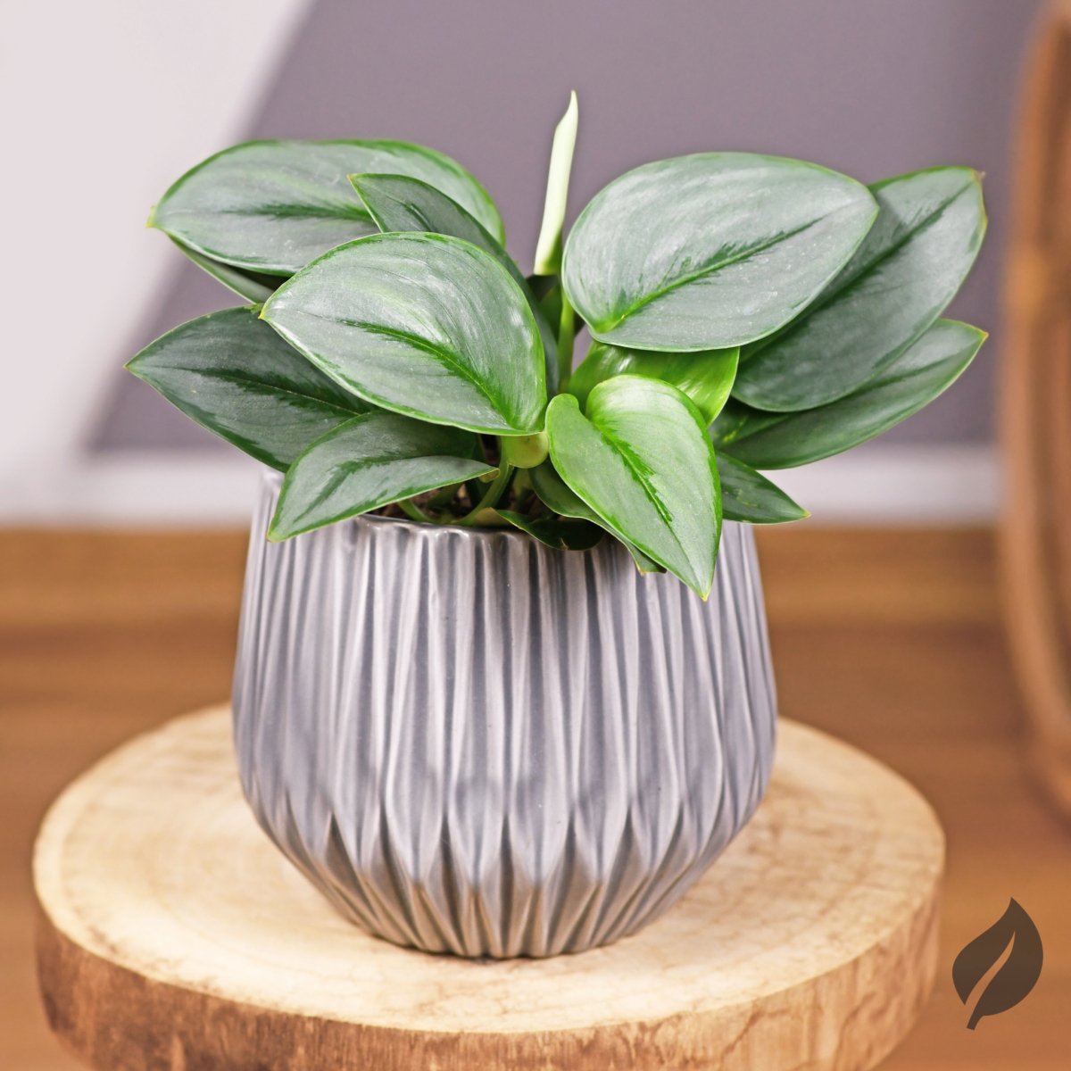 hanging pot plants Macrame Hanging Planter with Wood Base Natural