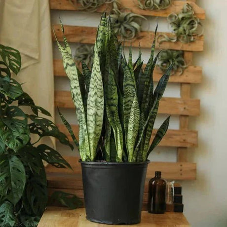 Low-light office plants arranged on a desk in a windowless workspace