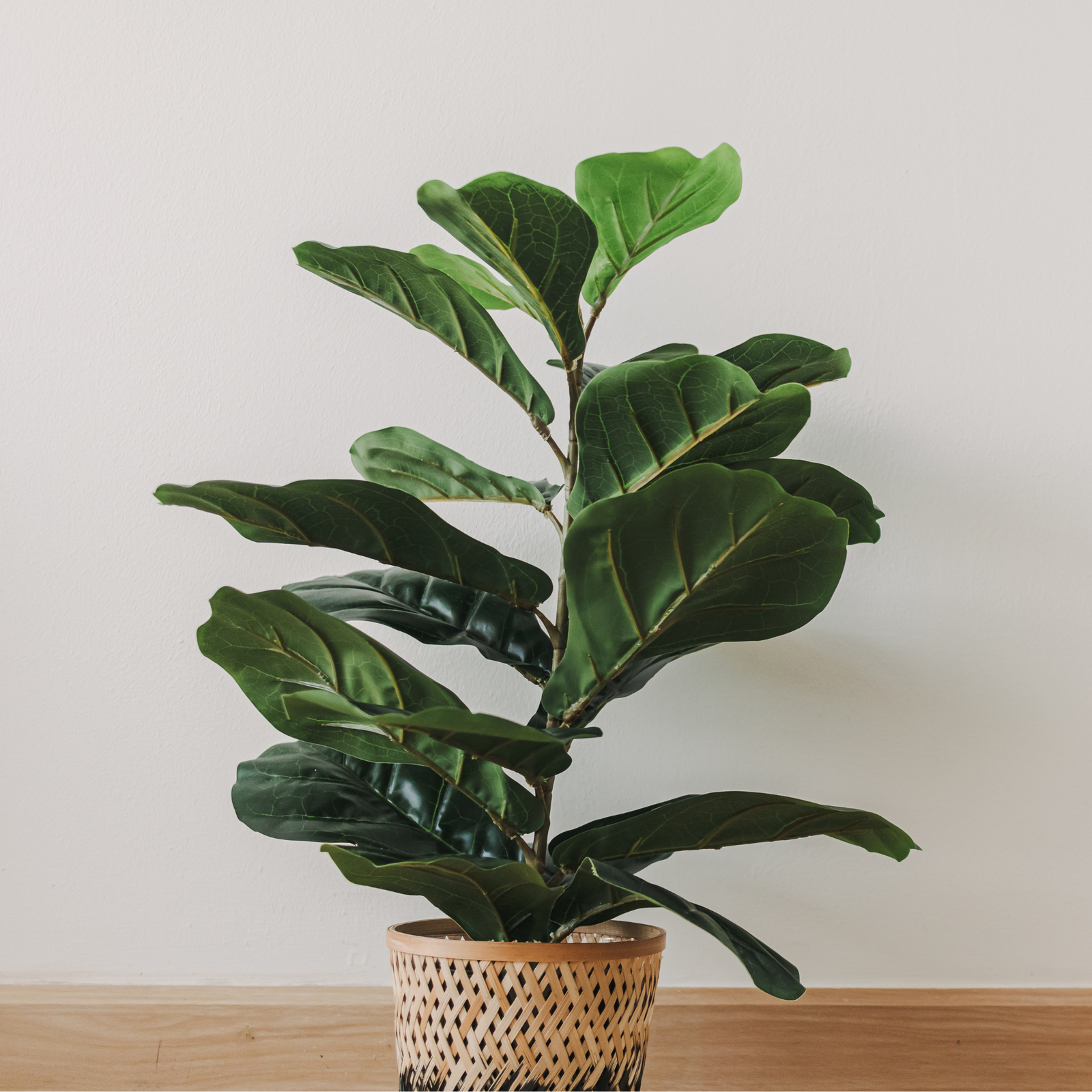 Why Fiddle Leaf Figs Drop leaves