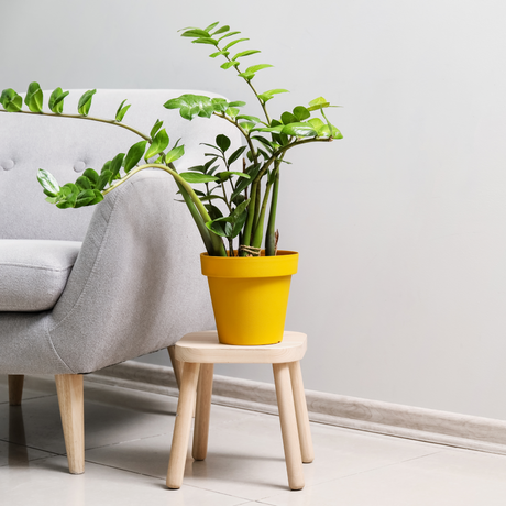 Creative Ways to Display Your Houseplants: Stylish Plant Stand Ideas for Every Space