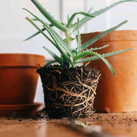 What is Bottom Watering? The Ultimate Guide to Healthier, Happier Houseplants