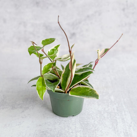 Hoya Carnosa ‘Krimson Queen’ Wax Plant – Hoya care guide by Ed’s Plant Shop