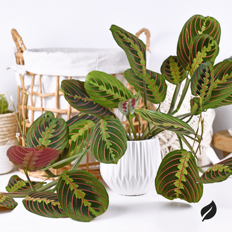 The Ultimate Guide to Maranta Plant Care: Tips and Tricks for Keeping Your Prayer Plant Thriving - Ed's Plant Shop