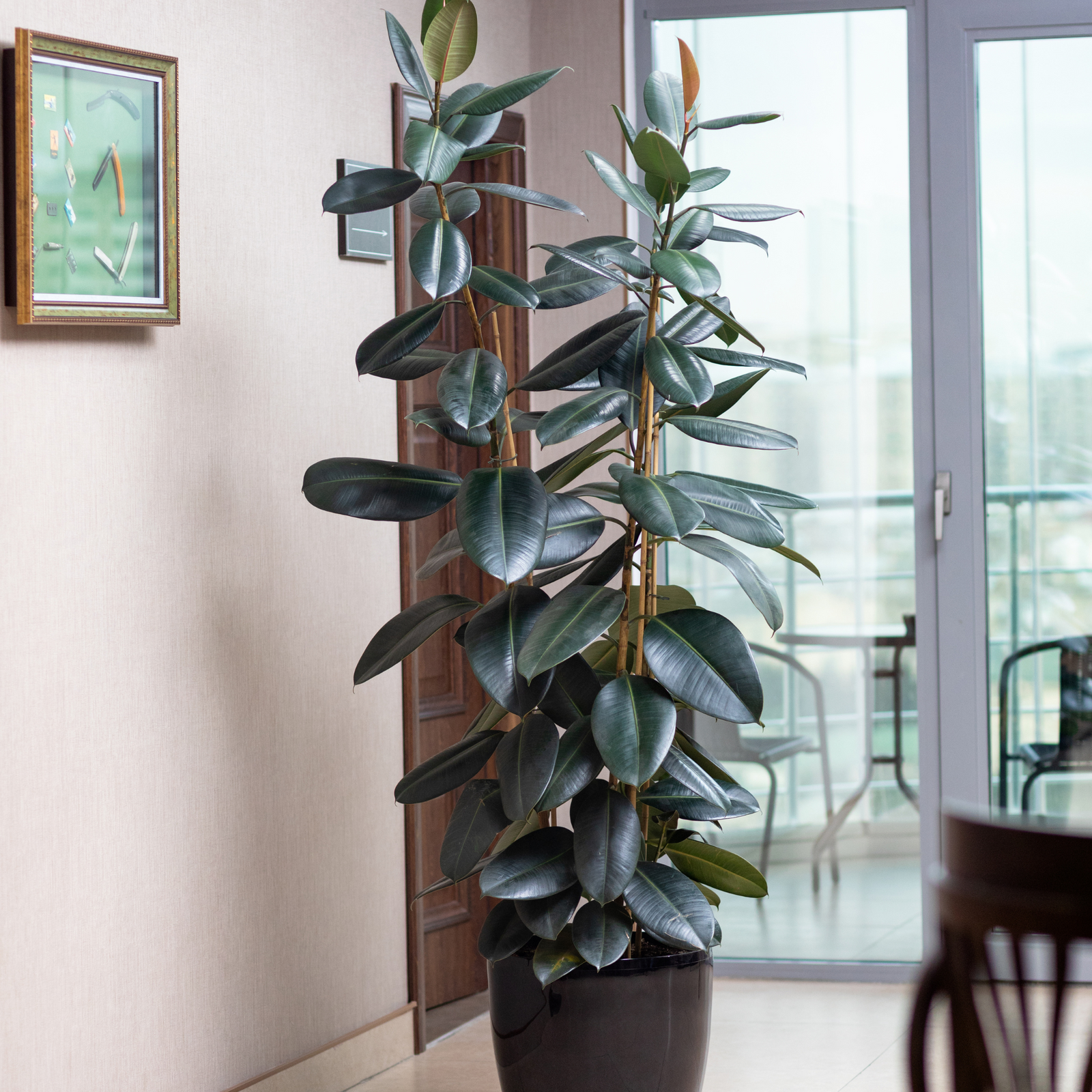 How To Easily Propagate Your Rubber Plant - Ed's Plant Shop