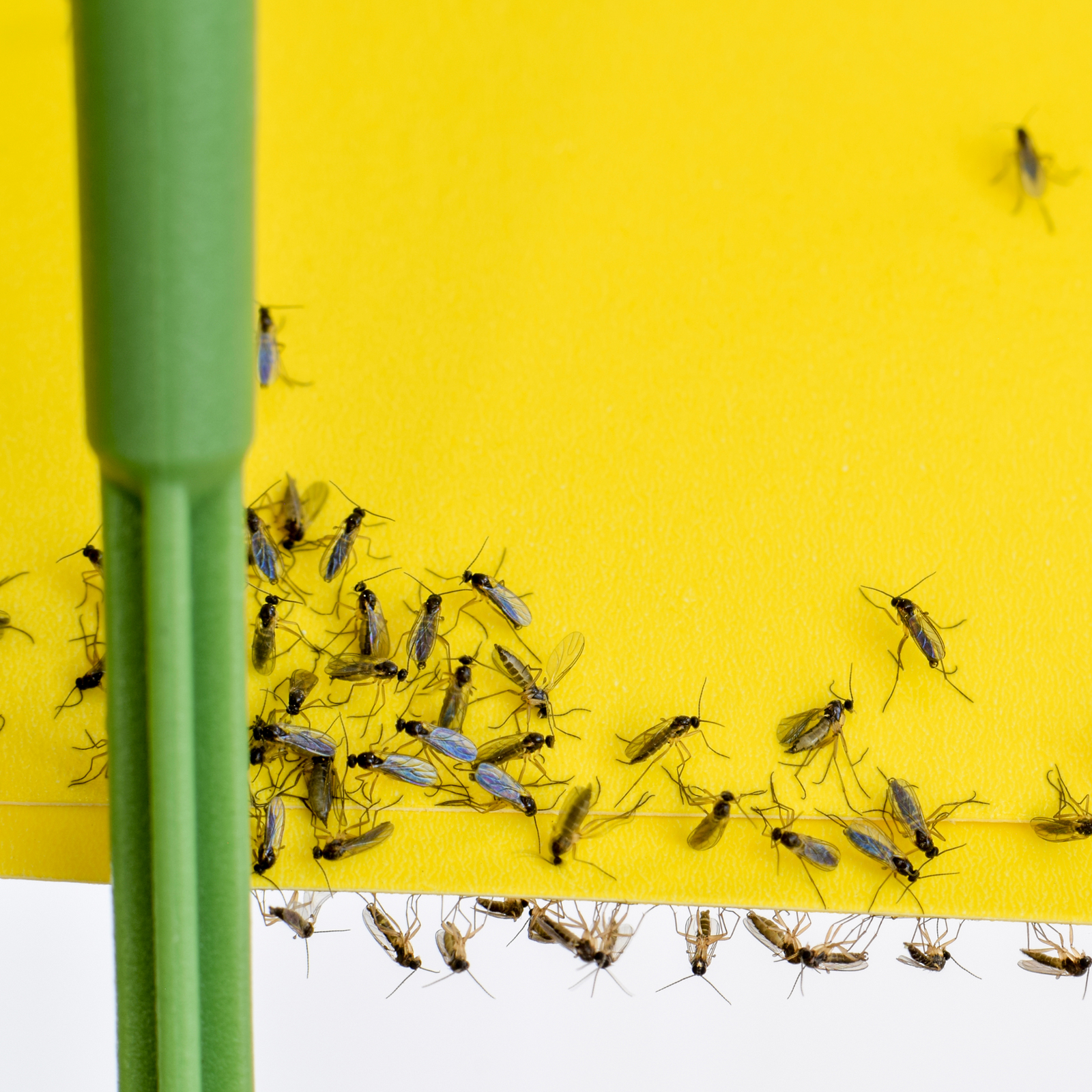 A Gnat's Life: How to Outwit Fungus Gnats Without Losing Your Sanity - Ed's Plant Shop