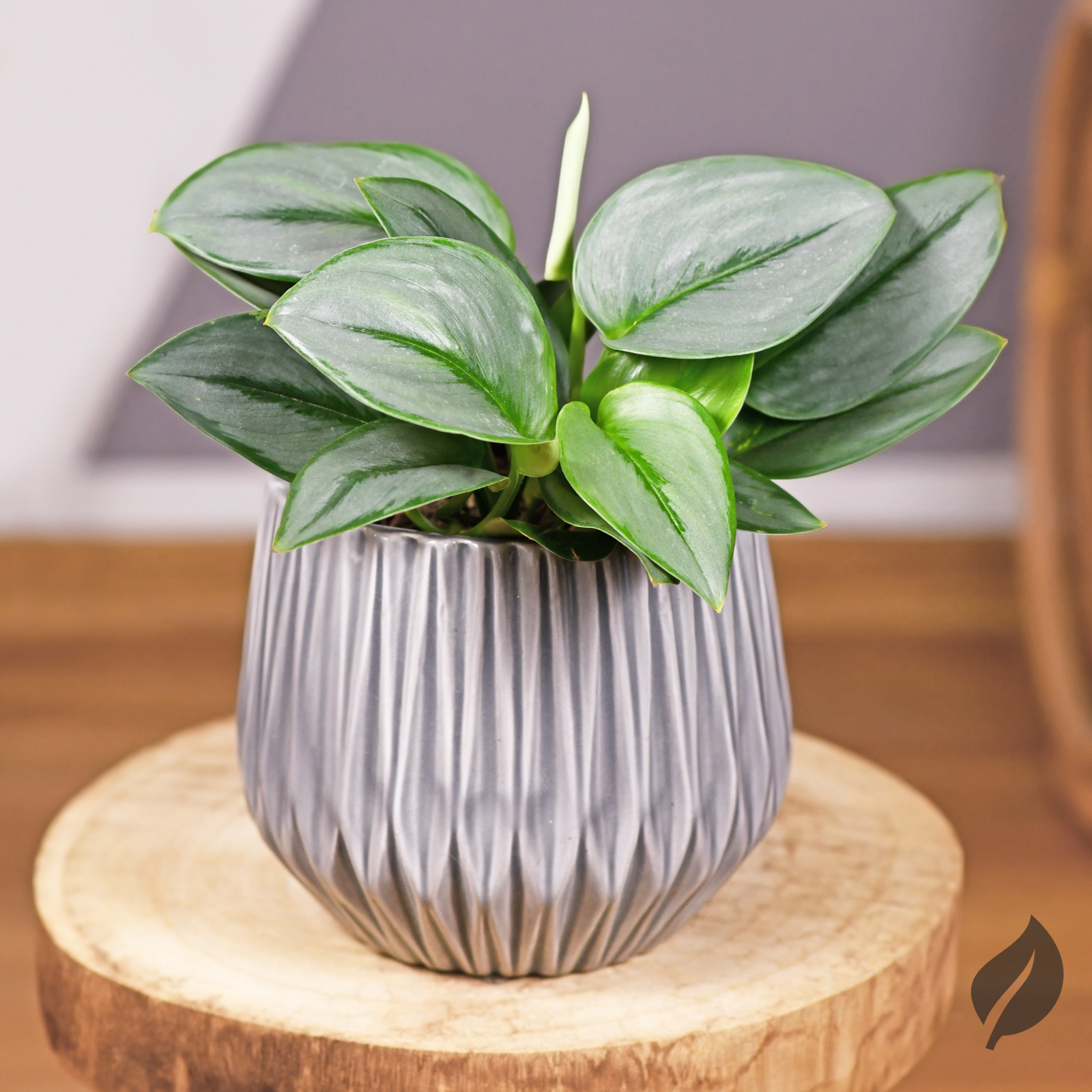 6 Small Indoor Plants For Every Corner Of Your Home