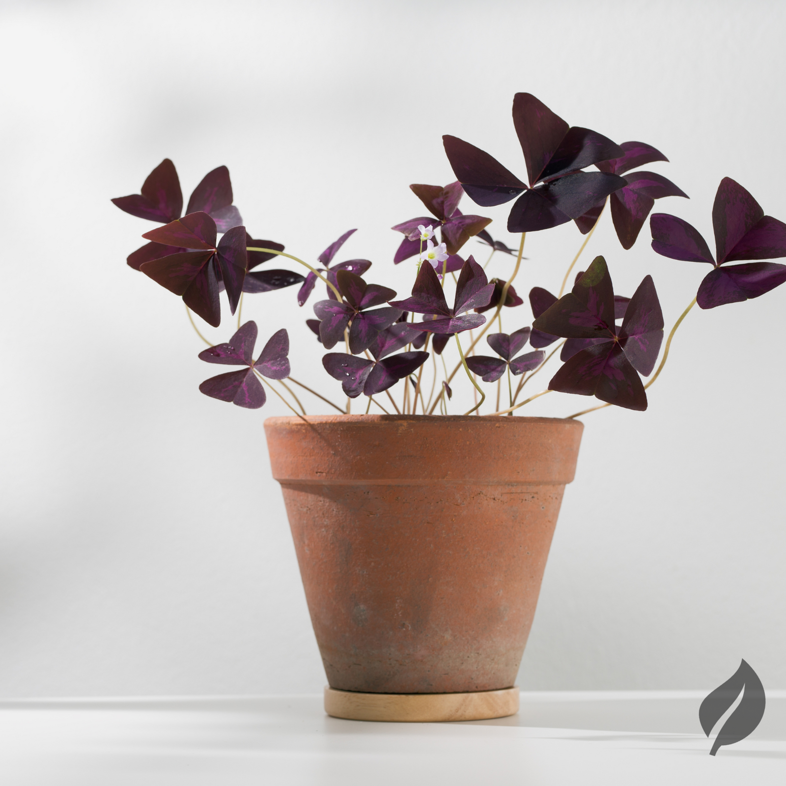 4 Best Lucky Plants For Office Desk