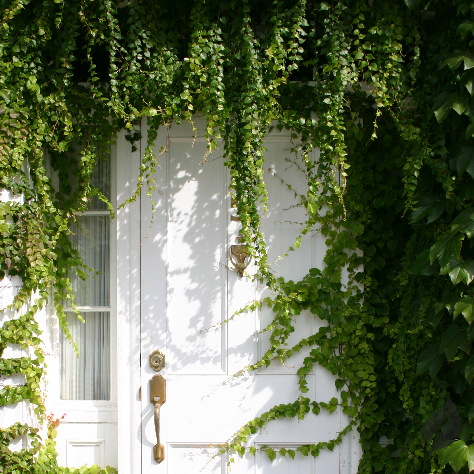 Transform Your Entryway: 4 Jungle Door Decor Ideas