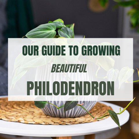 A Complete Guide to Philodendron Care - Ed's Plant Shop