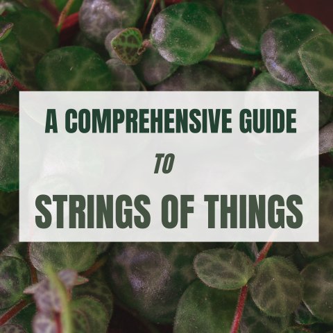 A Comprehensive Guide To Strings Of Things - Ed's Plant Shop