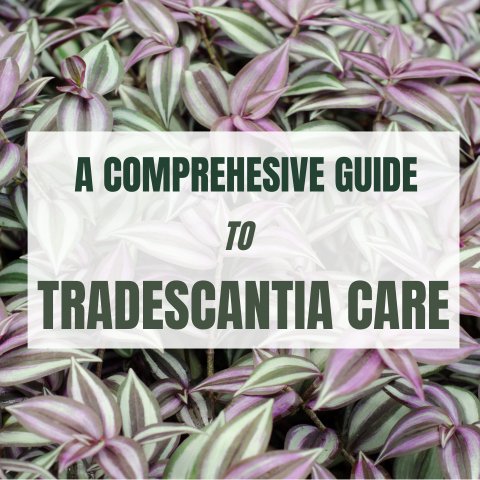 A Comprehensive Guide to Tradescantia Care - Ed's Plant Shop