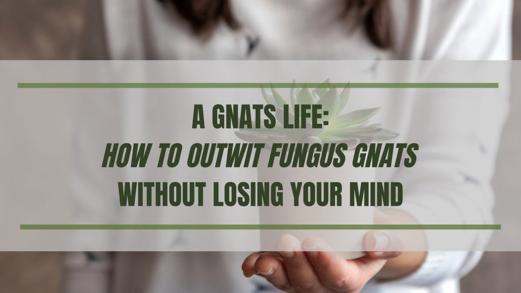A Gnat's Life: How to Outwit Fungus Gnats Without Losing Your Sanity - Ed's Plant Shop