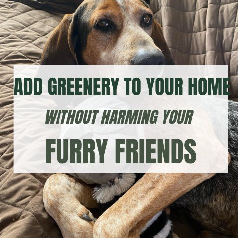 Add Greenery to Your Home Without Harming Your Furry Friends - Ed's Plant Shop