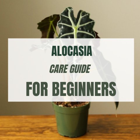 Alocasia Care Guide For Beginners - Ed's Plant Shop