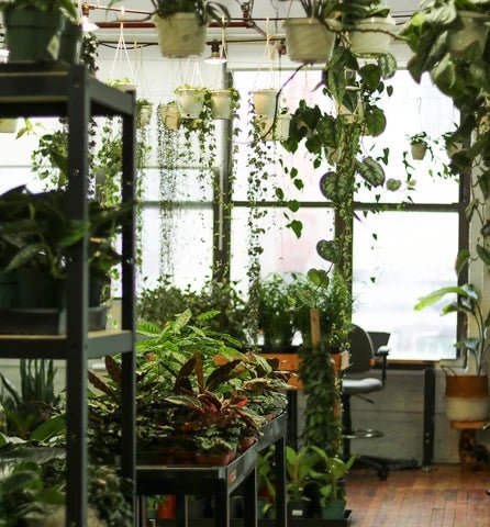 Healthy houseplants being prepared by Ed’s Plant Shop for NYC delivery and nationwide shipping