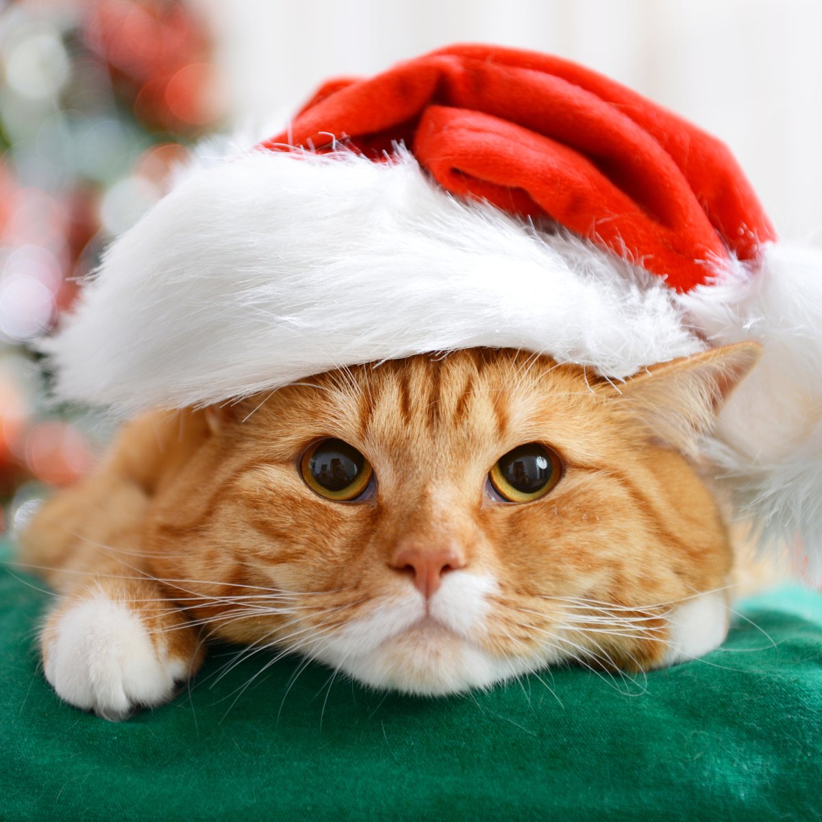 Are Christmas Cactus Toxic To Cats?  Ed's Plant Shop