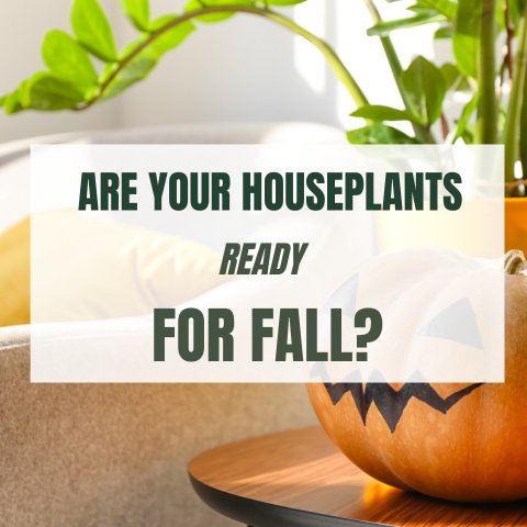 Are Your Houseplants Ready for Fall? - Ed's Plant Shop