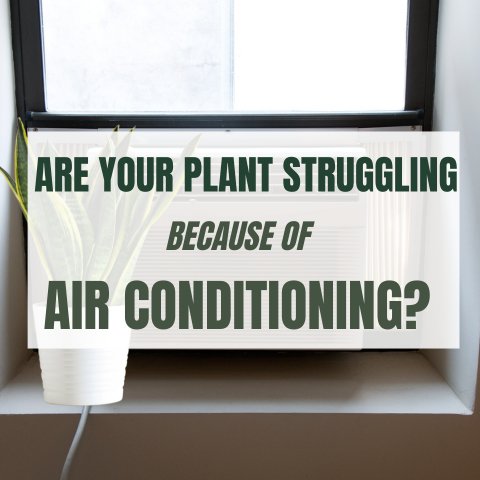Are Your Plants Struggling Because Of Air Conditioning? - Ed's Plant Shop