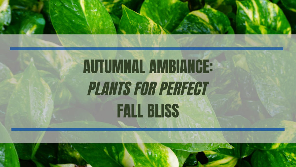Autumnal Ambiance: Plants for Perfect Fall Decor Bliss - Ed's Plant Shop