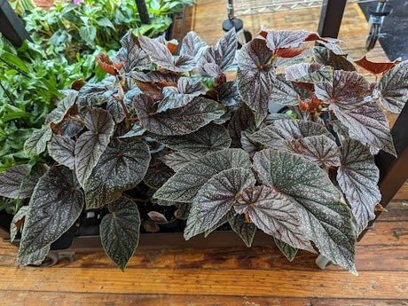 Begonia Care Guide - Light, Watering And Common Issues - Ed's Plant Shop