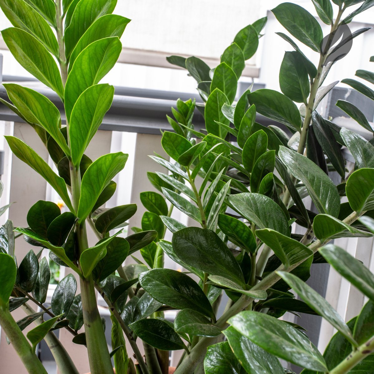 Winter-friendly indoor plants arranged in a cozy, well-lit space