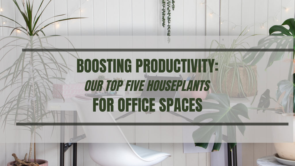 Boosting Productivity: The Top 5 Houseplants for Your Office Space - Ed's Plant Shop
