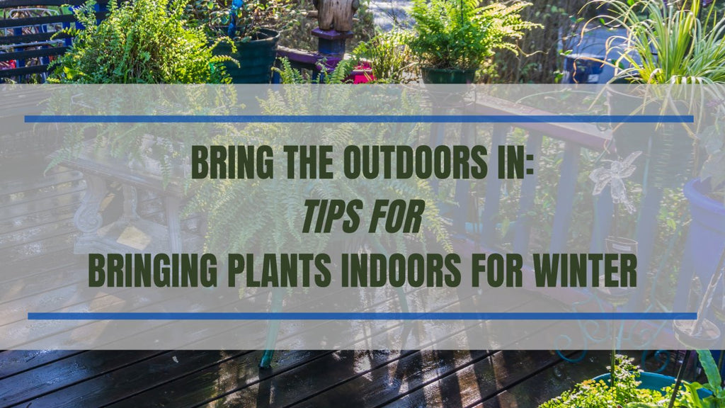 Bring The Outdoors In: Tips For Bringing Your Plants Indoors For Winter - Ed's Plant Shop