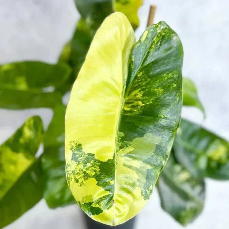 Burle Marx Philodendron with elongated glossy leaves in a decorative pot