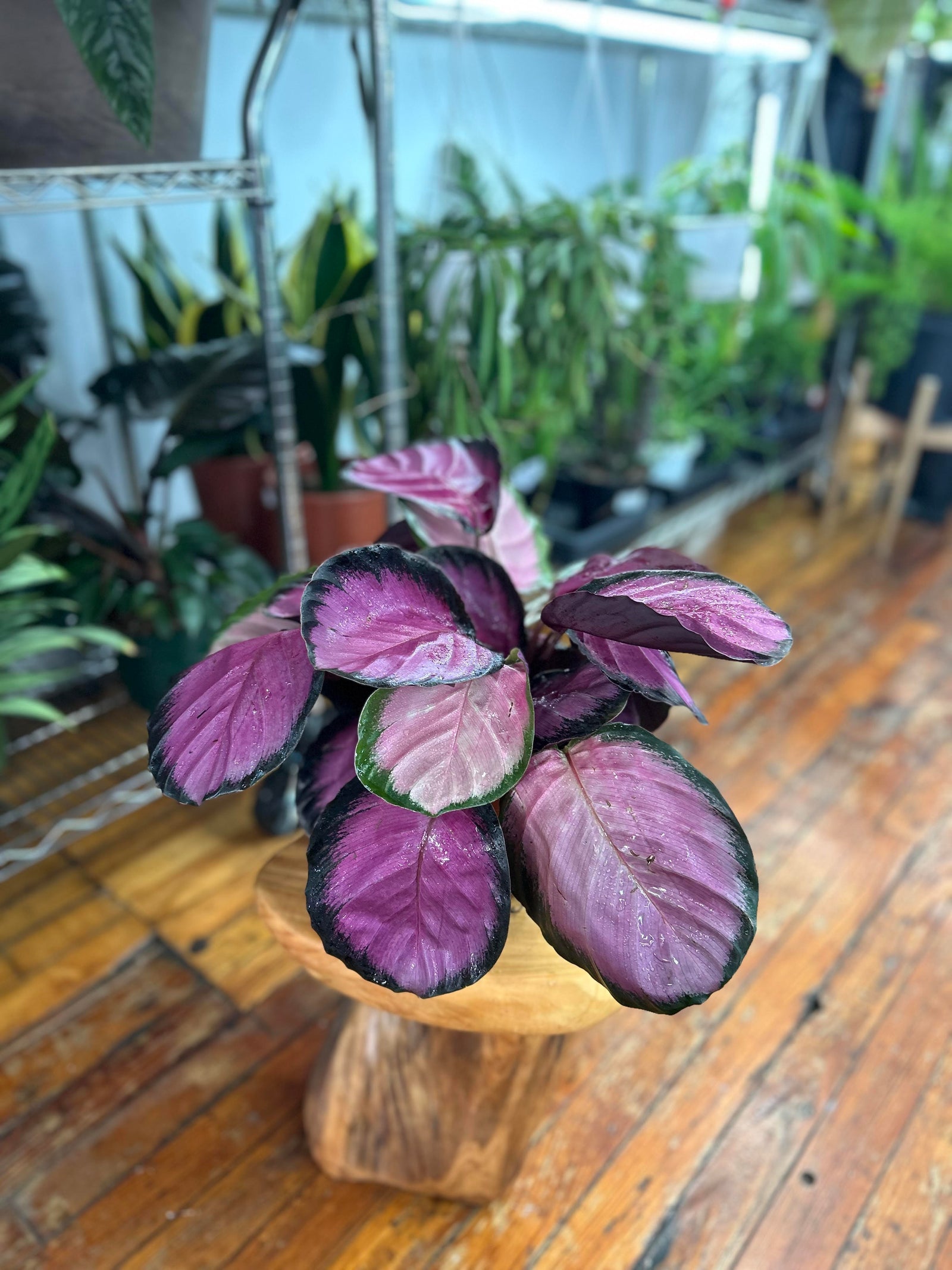 Rosy Calathea Plant - Ed's Plant Shop