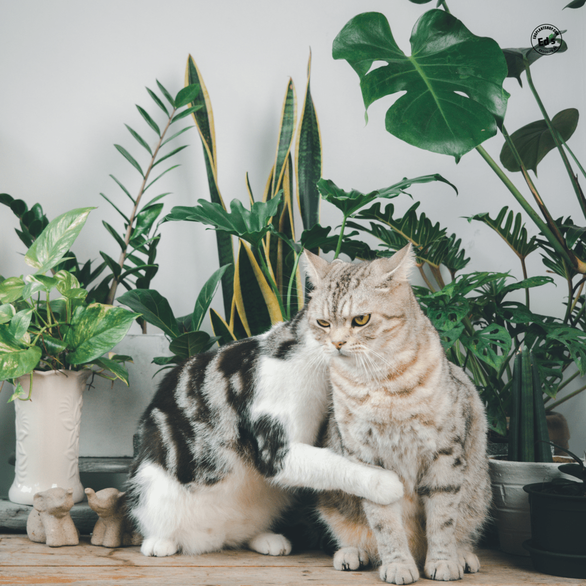 Cat Safe Houseplants: Non-Toxic Options Your Furry Friends Will Adore - Ed's Plant Shop