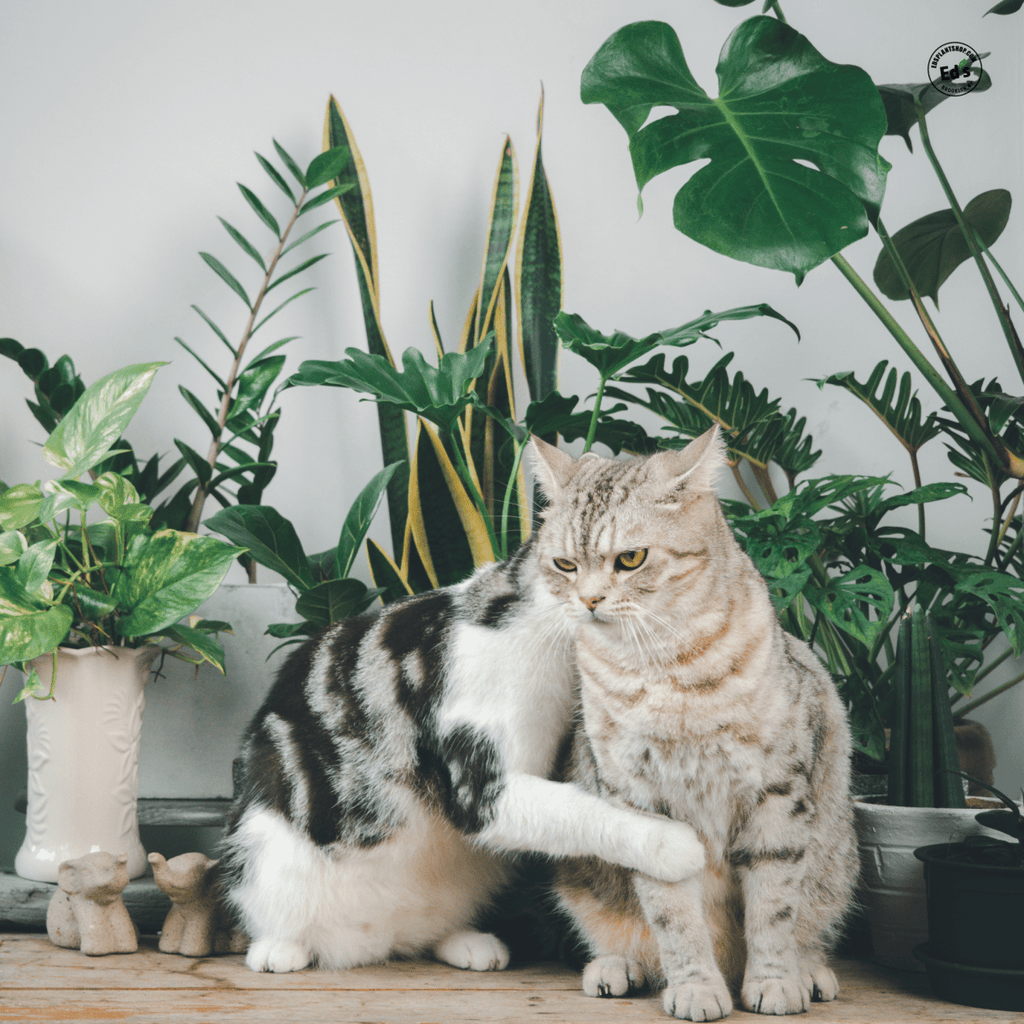 Is Monstera Cat Safe: Essential Facts Every Pet Owner Needs