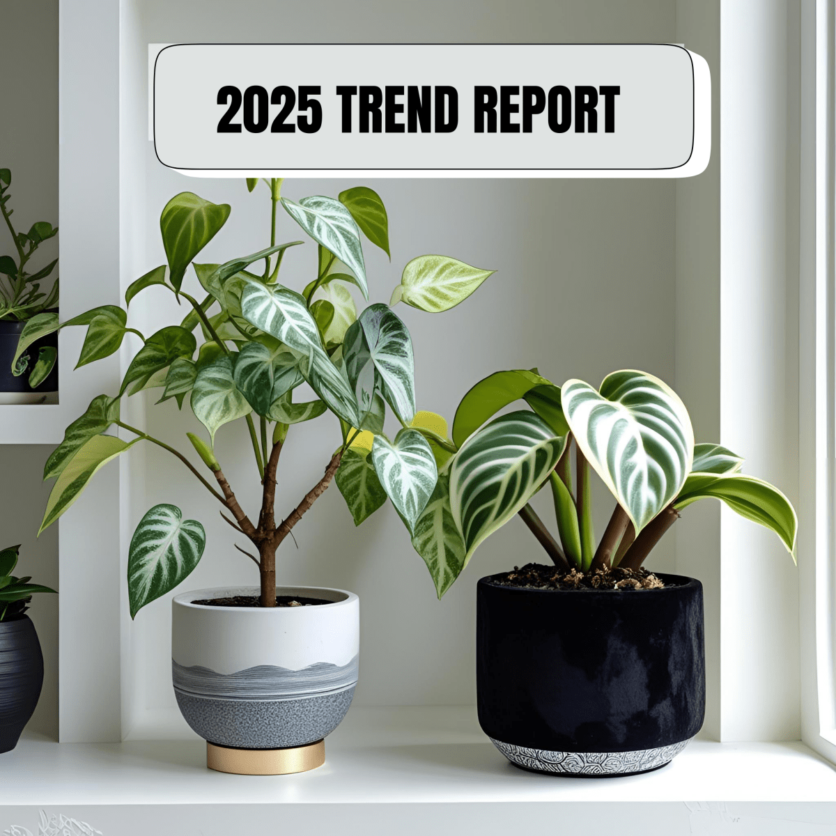 Collect & Style: Rare Houseplant Trends You Can Actually Get Your Hands On (2025 Edition) - Ed's Plant Shop