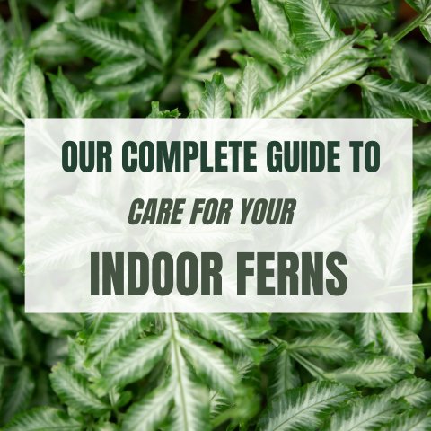 Fern-tastic Indoor Gardens: A Complete Guide to Caring for Your Ferns and Creating a Lush Green Oasis at Home