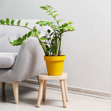 Stylish indoor plant display with plant stands, shelves, and trailing houseplants in a bright living room