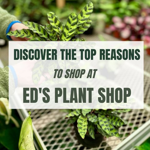 Discover the Top Reasons To Shop At Ed's Plant Shop - Ed's Plant Shop