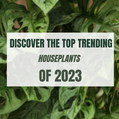 Discover the Top Trending Houseplants of 2023 - Ed's Plant Shop
