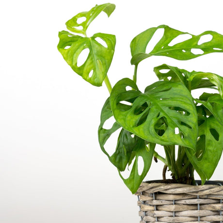 Collection of trending houseplants arranged in bright modern décor