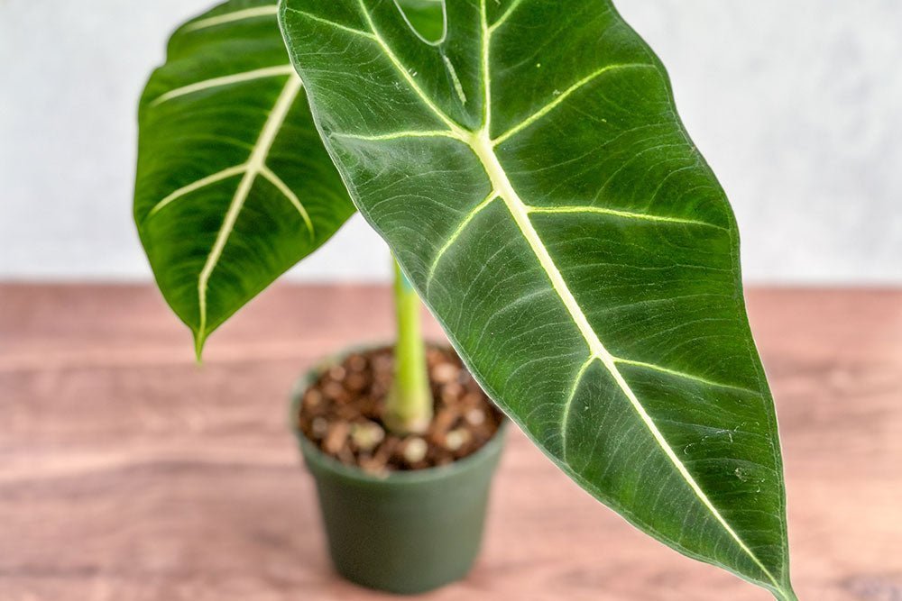 Does Music Really Affect Plant Growth?  Ed's Plant Shop