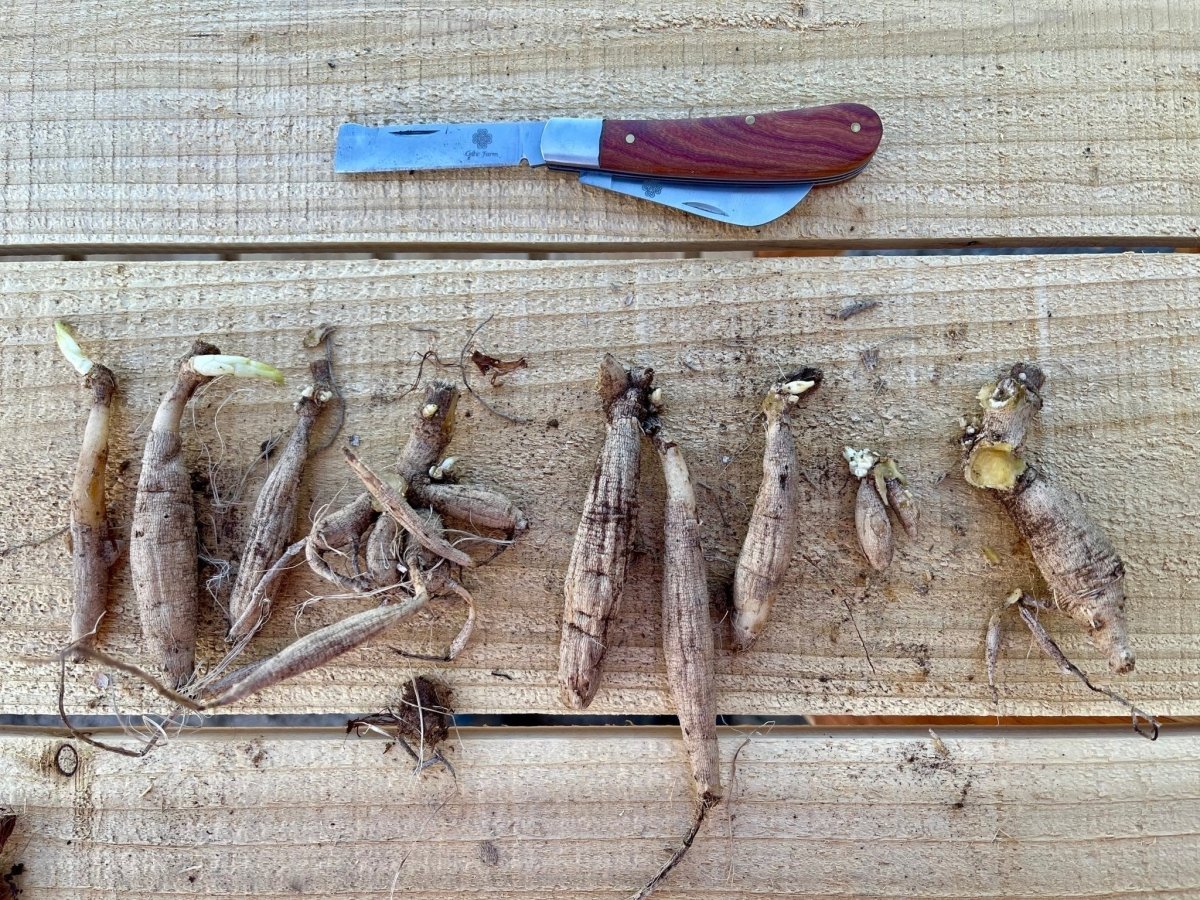 Ed’s Plant Shop Alert: Identity Cloned! We’re on the Case! - Ed's Plant Shop