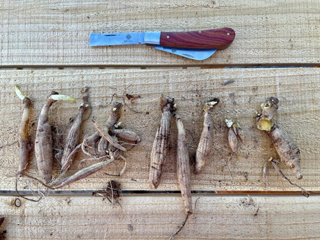 Ed’s Plant Shop Alert: Identity Cloned! We’re on the Case! - Ed's Plant Shop